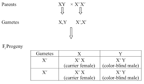 A recessive allele on the other hand needs two alleles to be seen. In Humans Red Green Color Blindness Is An X Linked Recessive Trait If A Man With Normal Vision And A Color Blind Woman Have A Son What Is The Chance That The Son Will Be