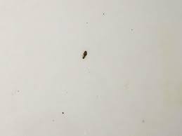 found small insects in my flour cabinet