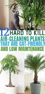 Clean The Air And Are Safe For Cats