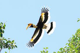 Great Hornbill - มูลนิธิศึกษาวิจัยนกเงือก - Thailand Hornbill Research  Foundation