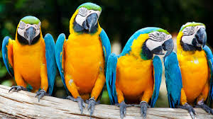 68 macaw parrot wallpaper