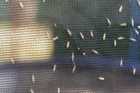 midges in house remes to eliminate