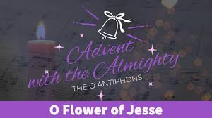 the o antiphons 4 o flower of jesse