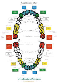 Tooth Meridian Chart This Is So Fascinating Now As I Am