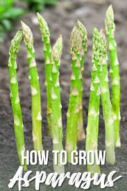 grow asparagus from seed or crowns
