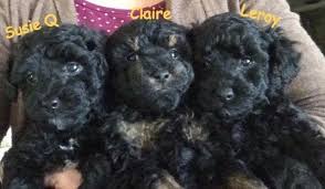 akc toy poodle puppies in fort