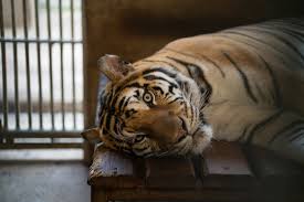 zoo captive captivity sad images