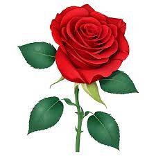 romantic red rose for wedding and