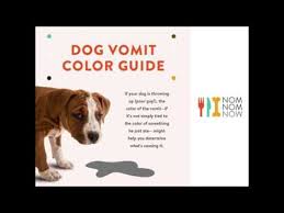 Dog Vomiting Causes And Treatment Nomnomnow