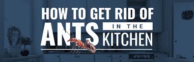 Since the traps contain boric acid, don't put them in your kitchen cabinets or near food sources. How To Get Rid Of Ants In My Kitchen Spectrum Pest Control Spectrum Pest Control