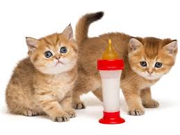 3 homemade kitten milk formula recipes