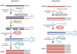 A cdna library is a combination of cloned cdna (complementary dna) fragments inserted into a collection of host cells, which constitute some portion of the transcriptome of the organism and are stored as a library. The Successes And Future Prospects Of The Linear Antisense Rna Amplification Methodology Nature Protocols