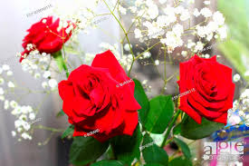 red rose flower as an element of decor