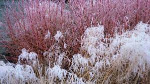 14 winter plants to add interest to