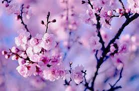 hd wallpaper purple cherry blossom