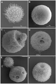 Maybe you would like to learn more about one of these? Scanning Electron Microscopy Of Cells Grown In Vitro And Of Giant Download Scientific Diagram