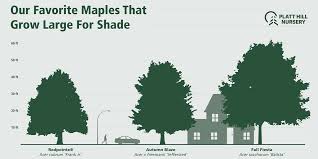 maple tree for your chicago landscape