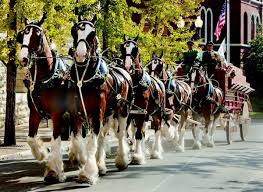 A Sight To See Famed Horse Team Will Pull Into Johnstown