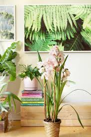 18 Most Beautiful Indoor Plants 5