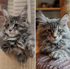 Showing and breeding maine coon cats for over 30 years. These Super Fluffy Maine Coon Kittens Are So Small It S Hard To Believ Cats On Catnip