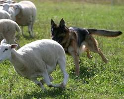Image of German Shepherd herding sheep