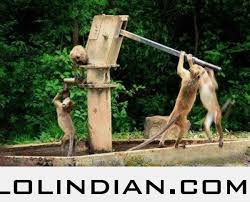 Image result for indian monkeys funny