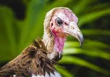 what-does-it-mean-when-you-see-a-turkey-vulture