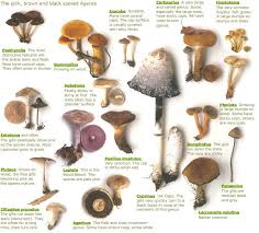 Mushroom Genera Pink Brown Or Black Spored Agarics