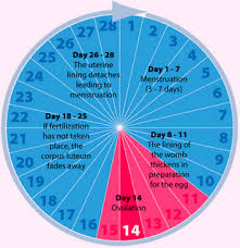 Ovulation News What You Dont Know About Ovulation Calendar