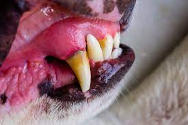 red gums in dogs 9 causes when to
