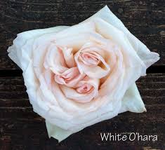 White O Hare Garden Rose