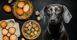 can dogs eat eggss dogs naturally