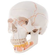 clic human skull model with opened