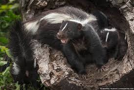 15 scents that skunks and how to