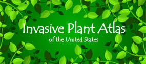 Invasive and Exotic Weeds