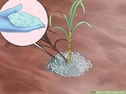 How To Plant Sugar Cane With Pictures Wikihow
