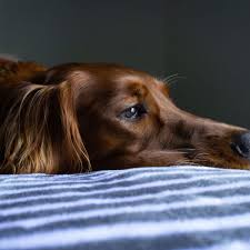 15 signs of an upset stomach in dogs