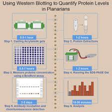 mering protein levels in planarians