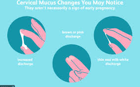 Charting Dry Watery And Fertile Cervical Mucus