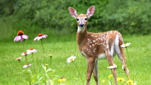 Deer Resistant Plants And Deer