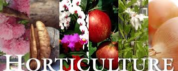 collage of pictures of vegetables and flowers