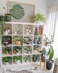room with plants plant decor indoor