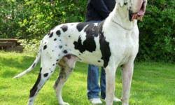 Great dane puppies for sale. European Great Dane Puppies Price 1500 For Sale In Philadelphia Mississippi Best Pets Online