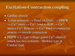 the excitation contraction coupling in