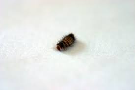 carpet beetle control how to get rid