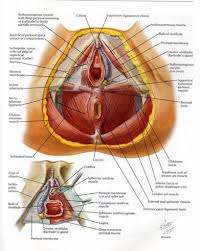 Muscle diagrams of major muscles exercised in weight training. Female Pelvic Anatomy Female Pelvic Anatomy Human Anatomy Diagram