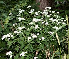 Visible white flowers bloom from late spring to autumn. Common Pasture Weeds The Horse