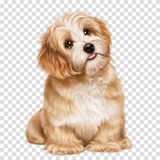 Cavachon Shih Tzu Puppy Havanese Dog Bolognese Dog