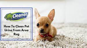 how to clean pet urine from area rug