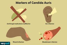 candida auris symptoms causes
